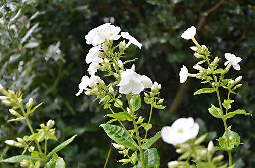 Garden flowers